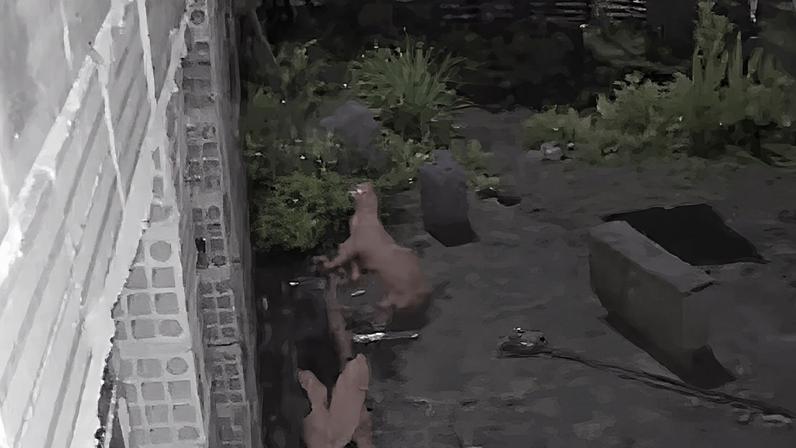 Moradora contou que tem um cercado com galinhas no terreno, e isso pode ter atráido o felino