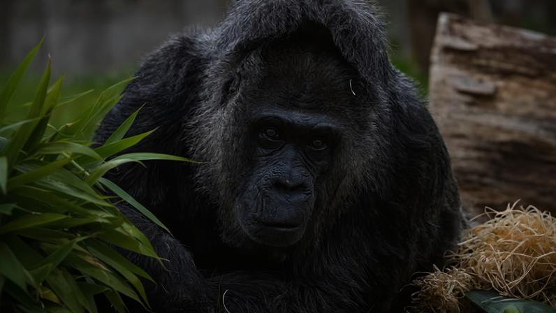 Fatou é a moradora mais antiga do Zoológico de Berlim, na Alemanha