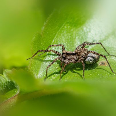 Veneno de aranha pode ameaçar células humanas, apontam especialistas