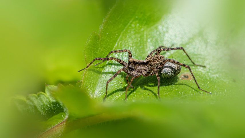 Pesquisadores buscam desenvolver novos tratamentos para picadas de aranha