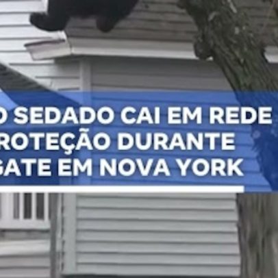 Urso sedado cai em rede de proteção durante resgate em Nova York