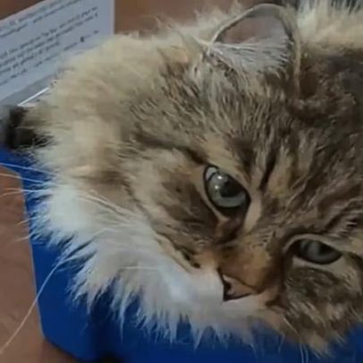 Gato auxilia universitários no Reino Unido em apoio estudantil