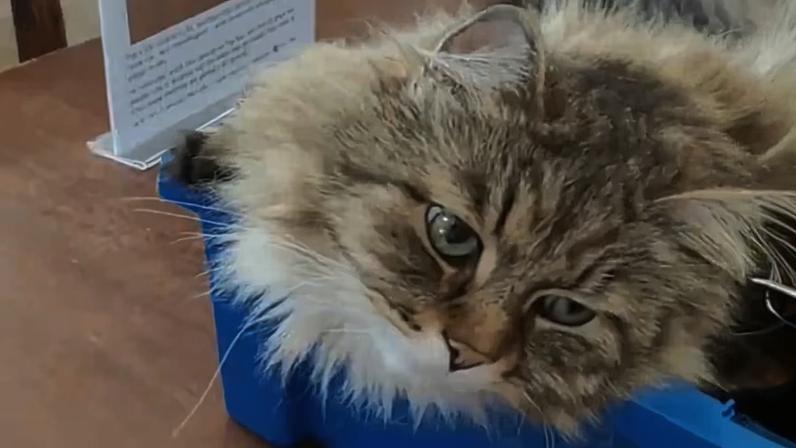 Gato fica na biblioteca da Universidade de Oxford