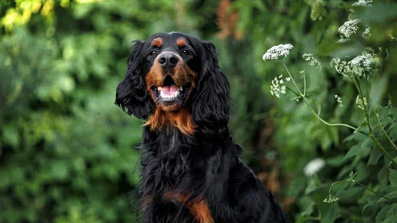 Gordon Setter: características da raça