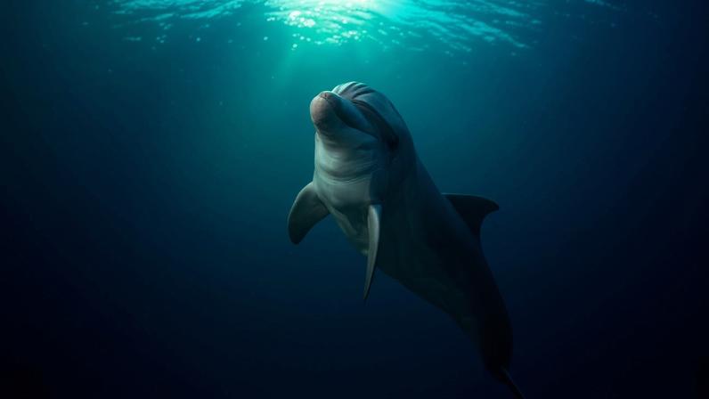 An Indo-Pacific bottlenose dolphin (Tursiops aduncus) in the Red Sea. Image by טל שמע via Wikimedia Commons CC BY-SA 4.0.