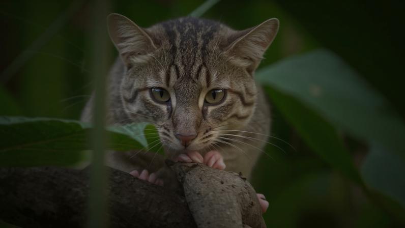 Por que a conservação das florestas também é saúde pública