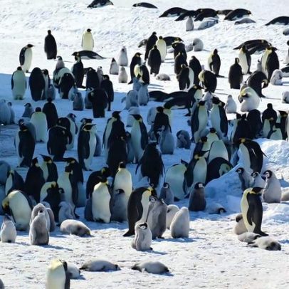Pinguins-imperadores em risco por mudança climática e derretimento do gelo
