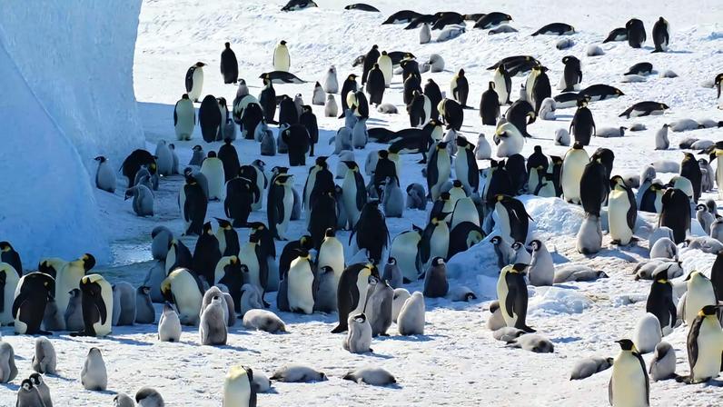 Pinguins-imperadores em risco por mudança climática e derretimento do gelo