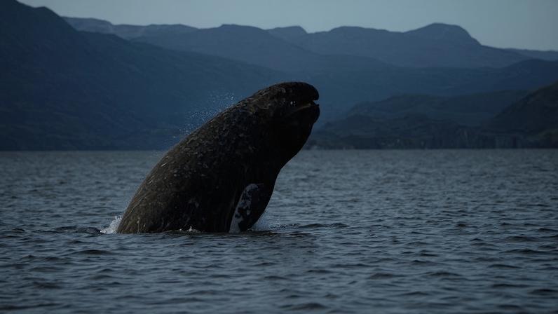 A gray whale breaching. Image by Merrill Gosho/NOA via Wikimedia Commons (Public domain).
