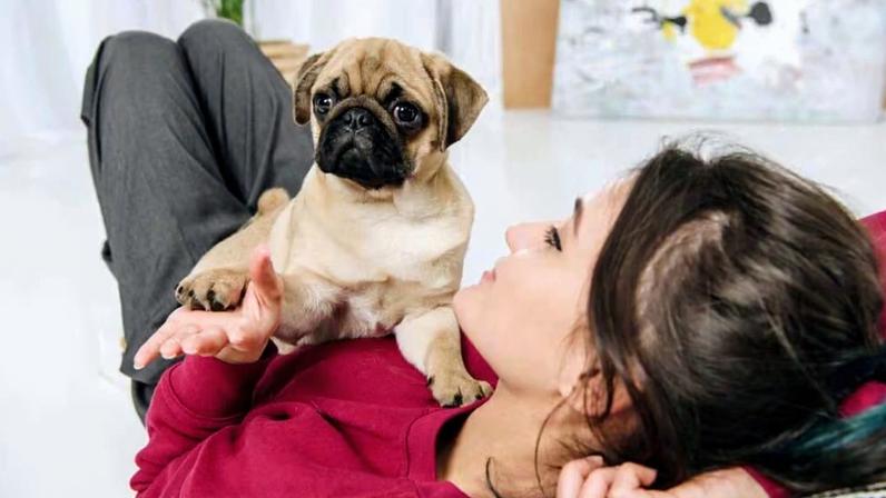 Zoomies dos pets: ciência e como lidar com esses momentos em casa