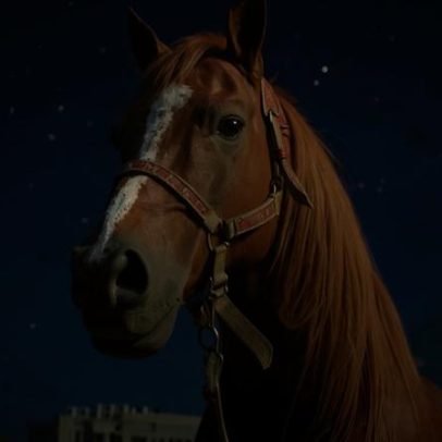 Cavalo Caramelo: de símbolo de tragédia a influenciador nas redes
