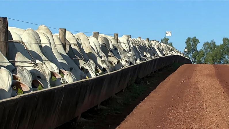 Produção nacional de ração e suplementos aponta alta expectativa para 2026