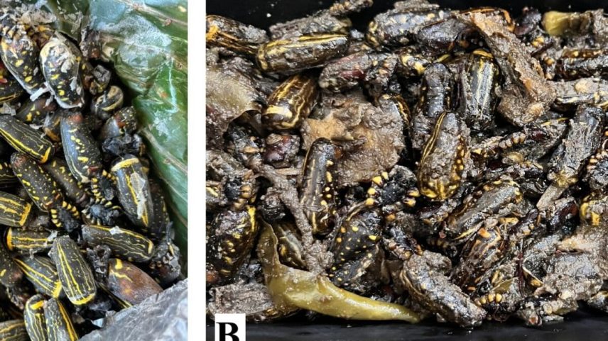 Aranhas comestíveis fornecem proteína a tribo indígena na Índia