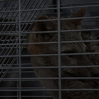 Estudo aponta que animais silvestres podem espalhar superbactérias
