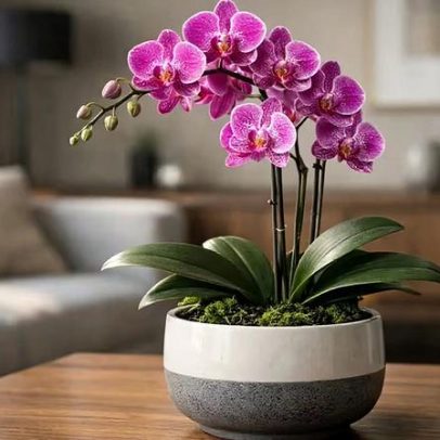 Orquídea borboleta: como ter flores em casa