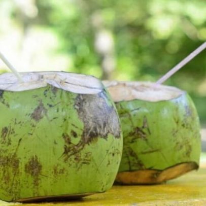 Água de coco sustenta germinação e sobrevivência do coqueiro em extremos