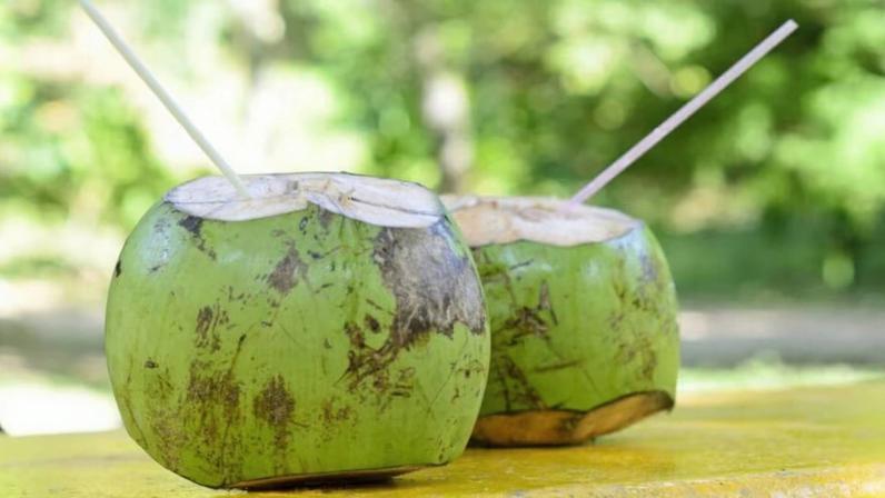 Água de coco sustenta germinação e sobrevivência do coqueiro em extremos