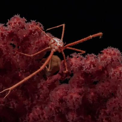 Áreas abissais intactas são mais importantes que a mineração do leito oceânico