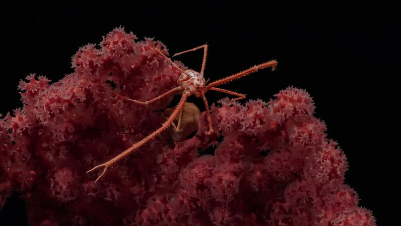 Áreas abissais intactas são mais importantes que a mineração do leito oceânico