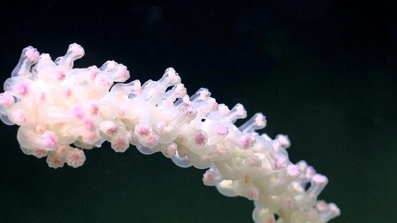 Um dos maiores recifes de coral abissal é descoberto perto da Argentina