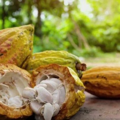 Do Amazonas ao Mundo: a história do cacau ao longo de cinco milênios