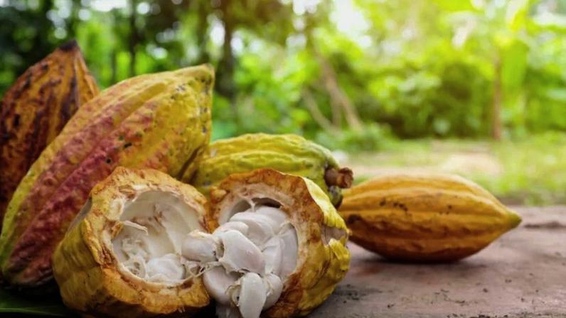 Do Amazonas Ao Mundo: Como o Cacau Conquistou a Humanidade Ao Longo de Cinco Milênios