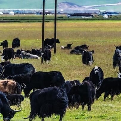 China controla fronteiras e realiza abates de gado por surto de febre aftosa