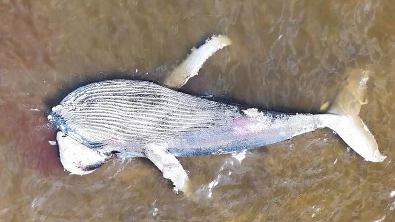 Jubarte gigante encalha em SC e intriga especialistas ambientais