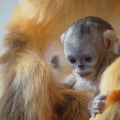 Zoológico belga registra nascimento de macaco ameaçado de extinção