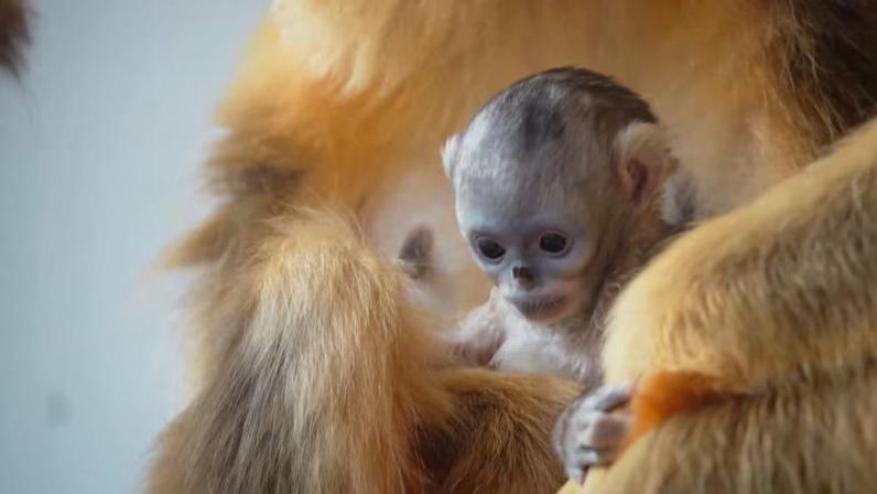 Zoológico belga registra nascimento de macaco ameaçado de extinção
