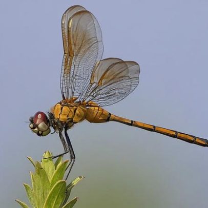 Libélulas veem infravermelho e abrem caminho para tratamentos médicos