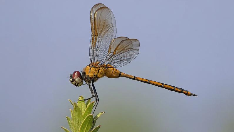Libélulas veem infravermelho e abrem caminho para tratamentos médicos