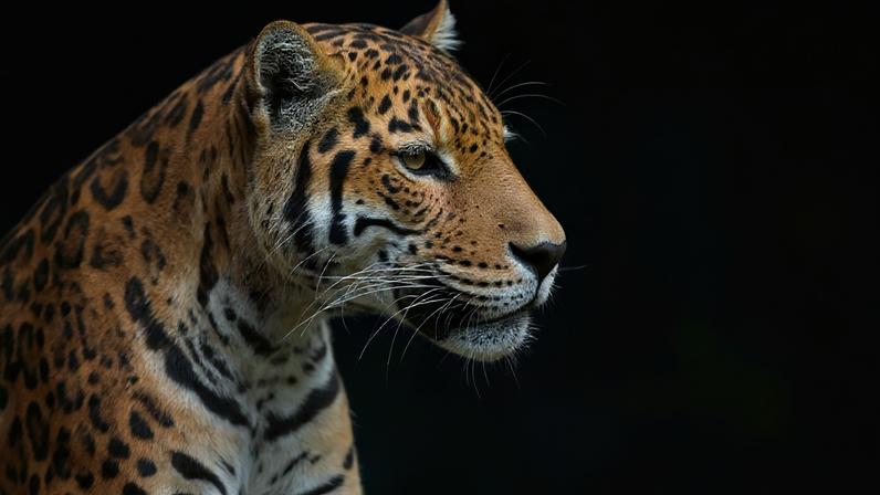 Mudanças climáticas ameaçam 36% dos habitats de animais terrestres no mundo