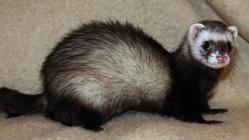 Furões invasivos são removidos de ilha em feito mundial