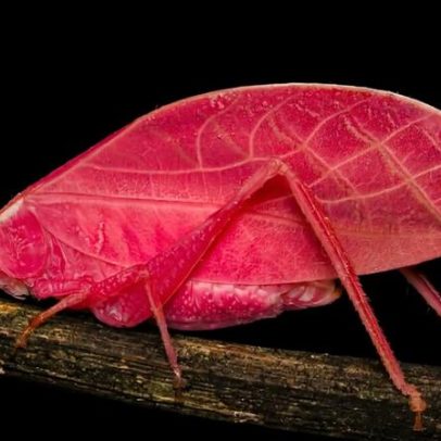 Pesquisadores descobrem inseto rosa-choque na floresta do Panamá