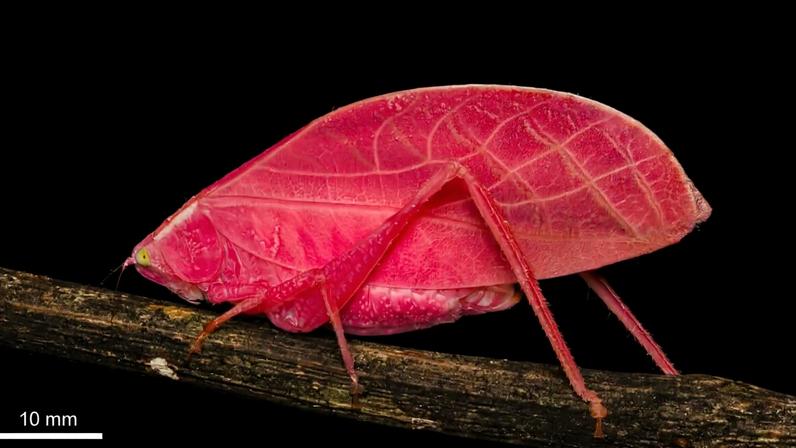 Pesquisadores descobrem inseto rosa-choque na floresta do Panamá