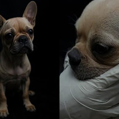 Buldogue francês é internado após ingerir mais de 55 pedras de crack em SC