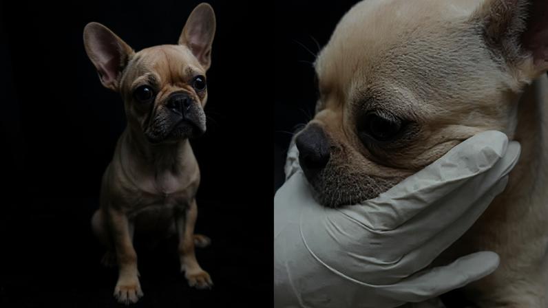 Animal foi socorrido e passa bem; tutora foi presa