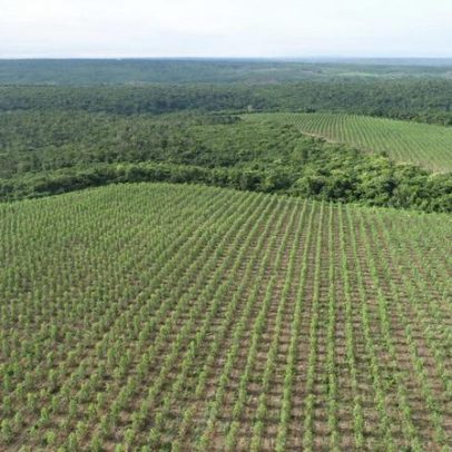 AVB aposta em floresta para aço mais verde e rentável