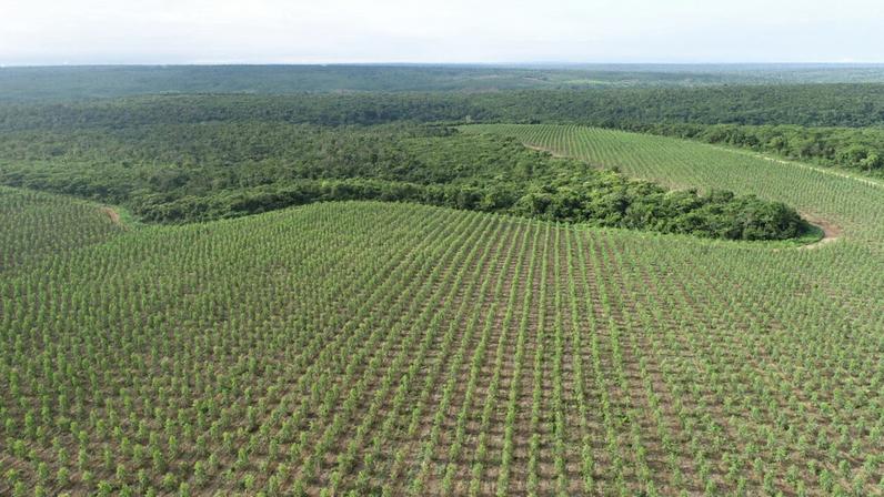 A AVB aposta na floresta por um aço mais verde (e rentável)