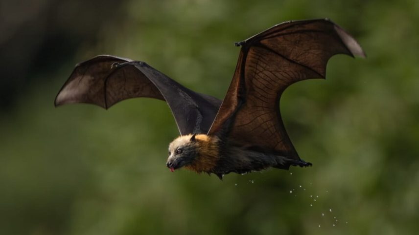 Morcegos-raposas australianos fornecem serviços úteis e merecem melhor reputação