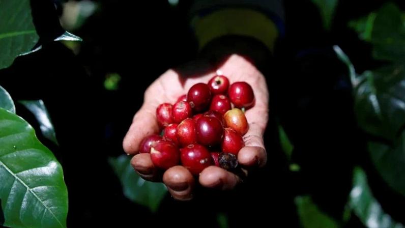 O preço do café arábica subiu cerca de 70% no acumulado do ano