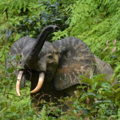 Congo Basin impulsiona transição verde na África Central com bioeconomia