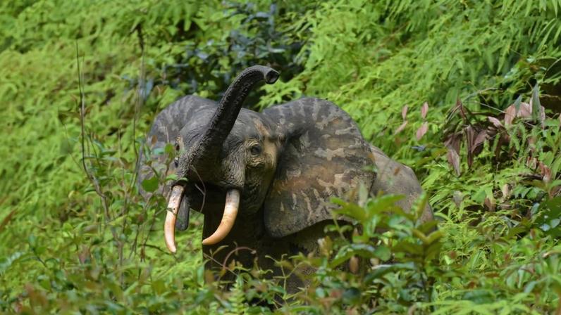 Congo Basin impulsiona transição verde na África Central com bioeconomia