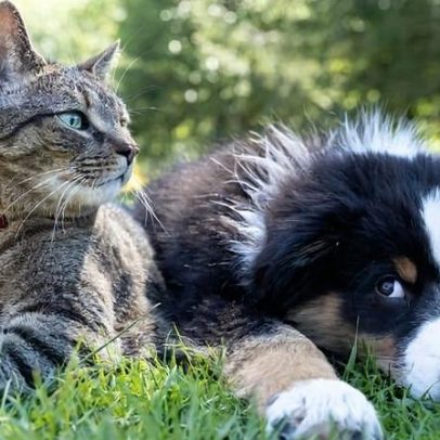 Governo sanciona regras para guarda compartilhada de pets em divórcio