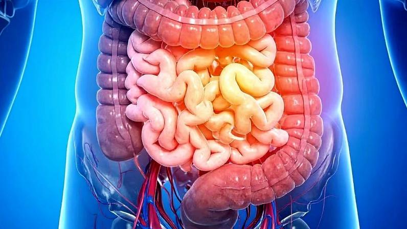 Desequilíbrio intestinal pode explicar a perda de memória na idade