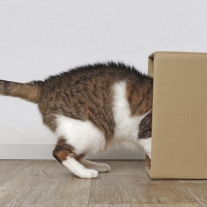 Gatos de Schrödinger, teletransporte e emaranhamento: onde termina a metáfora e começa a máquina