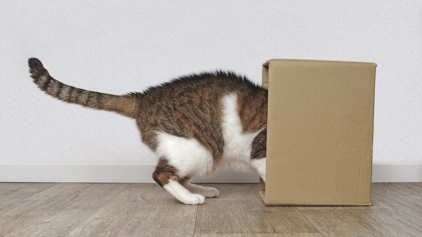Gatos de Schrödinger, teletransporte e emaranhamento: onde termina a metáfora e começa a máquina