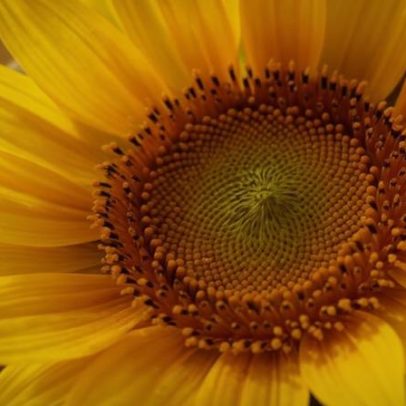 Girassol não é flor: ciência por trás da inflorescência que forma rosto dourado
