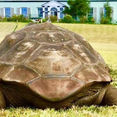 Jonathan, o animal mais velho do mundo, morre aos quase 200 anos